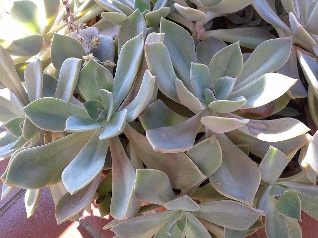 graptoveria